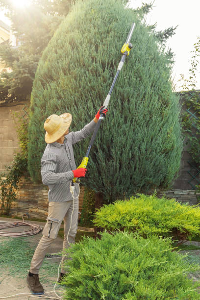 Best Tree Fertilization  in Royston, GA